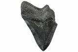 Partial, Fossil Megalodon Tooth - Serrated Edge #300147-1